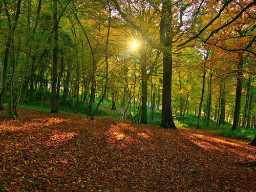 Un tapis de feuilles rousses sous le couvert des arbres, illuminé par le soleil d'octobre.