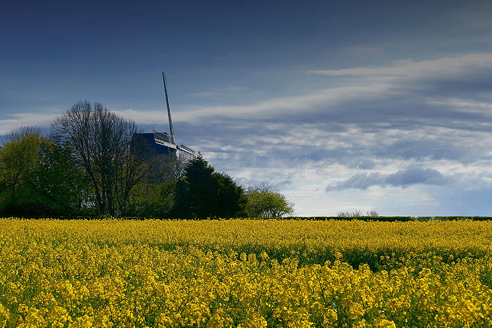 Silhouette du moulin de Coquelles entre ciel nuageux et champ de colza.