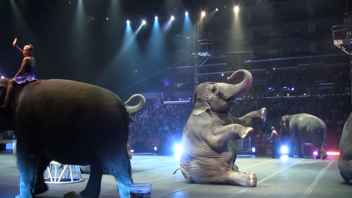 Eléphant sur une piste de cirque assis sur les fesses